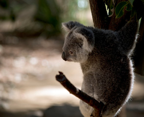 the joey koala is resting in a fork on a tree