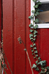 red wooden wall with ivy plants