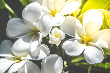 Beautiful frangipani or plumeria flowers in bright sun shine