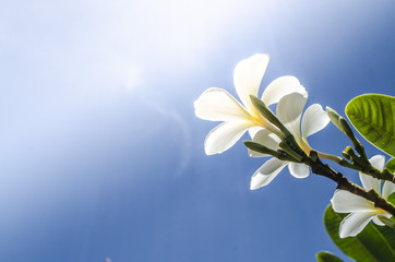 Fototapeta na wymiar Beautiful frangipani or plumeria flowers in bright sun shine