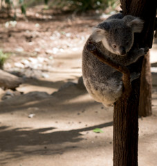the joey koala is climbing down a tree