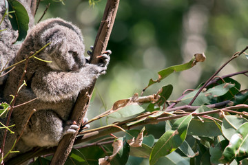the joey koala is resting in a fork on a tree
