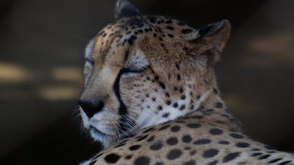 Sleeping Cheetah 
