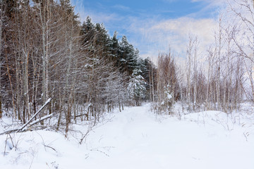 Winter landscape. Snowy trees, frost, big snowdrifts and snowfall.