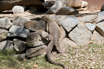 the lace monitor lizard is climbing up the rocks