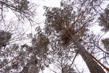 The tops of the winter pine trees. View from the bottom. Winter branches background. Beautiful...