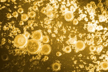 Biodiesel, bubbles biofuel, vegetable oil, yellow and orange emulsion bubbles background
