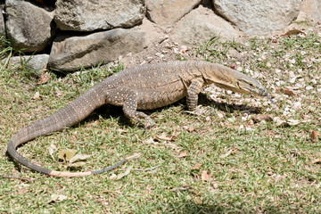 the lace monitor is looking for food
