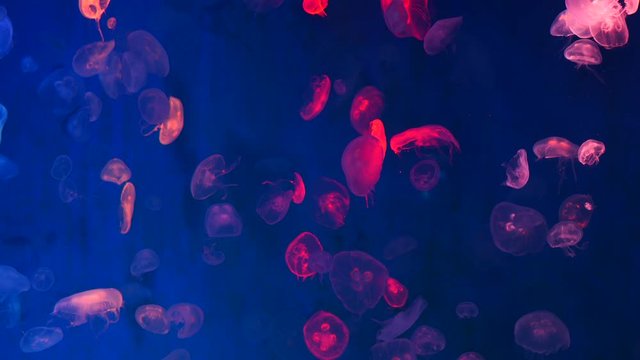 Jelly fishes colours of Aquarium