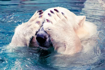 Foto op Aluminium Grote ijsbeer die in koud water zwemt © robdthepastrychef