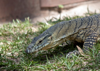 this is a side view of a lace monitor lizard