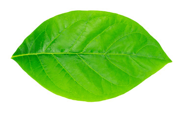 Fototapeta na wymiar Top view green Avocado leaf on isolated white background ,Top view green leaf on isolated white background 