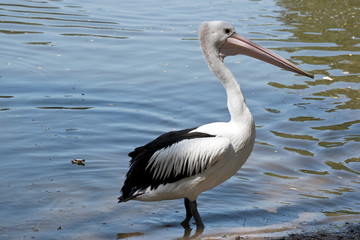 this is a side view of an Australian pelican