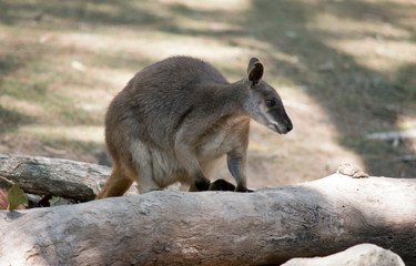 the proserpine rock wallaby is climbing a fallen tree
