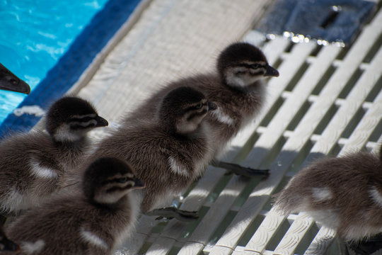 Ducklings in the water