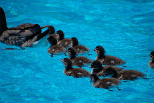 Ducklings in the water