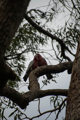 Two pink cockatoos