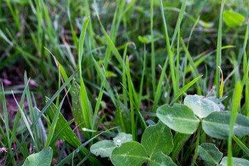 green fresh young new clover grass field background