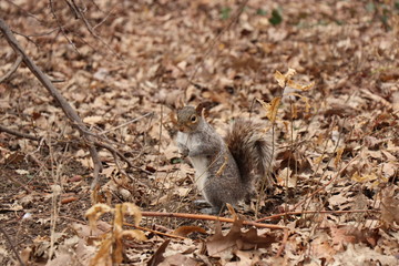 squirrel central park New York