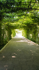Green natural tunnel of plant branches with green leaves in the Park. Shadow on a hot Sunny day. tunnel plants.