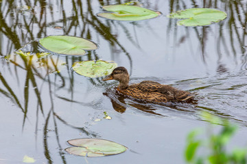 Duck floating on the water in the lake, close-up