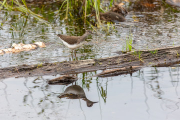 Common sandpiper bird by the river close-up