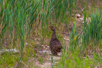 Female capercaillie walks along a path among green grass