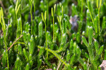 Lycopodium forest plant on a summer day, close up