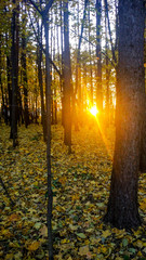 Sunset. Forest glade. Green grass in the forest at sunset. Bright light through the branches of trees.