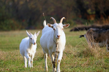 Obraz premium domestic goats