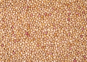 roman bean background