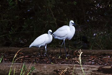 A little egret couple (Egretta garzetta) strolling in a park amid trees and bushes.
