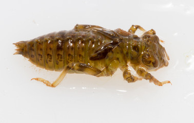 a nymph of odonato