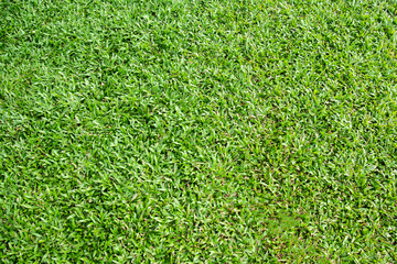 Fototapeta premium Green grass texture background, Golf Courses Green lawn, Backyard for background, Grass texture, Green lawn desktop picture, Park lawn texture.