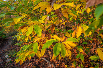 kastanien im pfälzer wald mit herbstfärbung