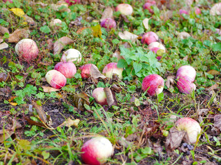 Abandoned apples on the grass. There is no harvest of apples. Agriculture is closed. Place for writing.