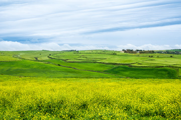 Green Hills and Yellow Flowers