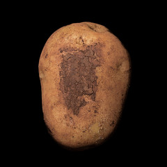 Potato