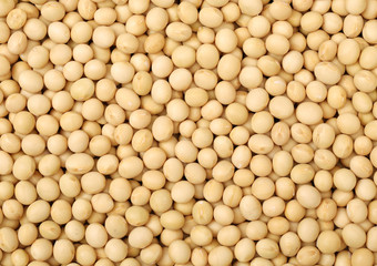Soybean background