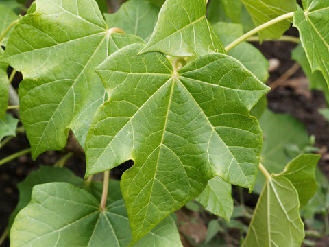 jatropha curcas  | Feuilles de Pourgh&egrave;re ou m&eacute;dicinier