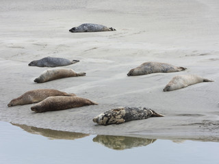 phoques Berck © nono