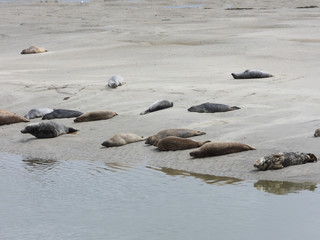 Fototapeta premium phoques