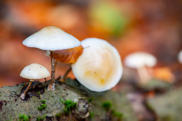 Porcelain fungus (Oudemansiella mucida) growing on a dead tree in autumn in the nature protection area Moenchbruch near Frankfurt, Germany.