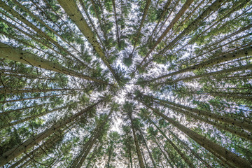 Obraz premium Omberg ekopark and nature reserve