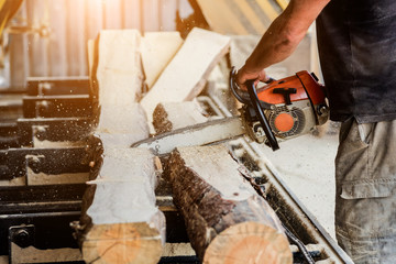Woodcutter cutting tree with chainsaw on sawmill. Modern sawmill. Industry sawing boards from logs.