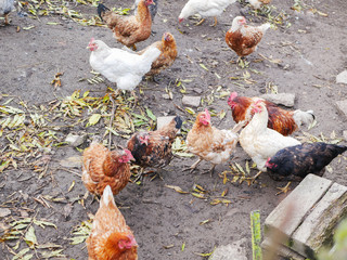 Chickens geese farming. geese. poultry yard in the village. Chickens and geese walk in the fresh air. farm with animals