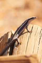 African striped skink sits in the sun on a pole
