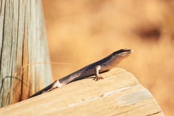 African striped skink sits in the sun on a pole
