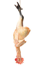 Raw fresh chicken isolated on white background 