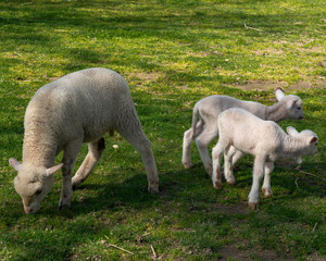 Baby Lambs & Mother, At The Pedagogical Farm, Braga, Portugal
